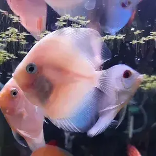 Snow White Discus