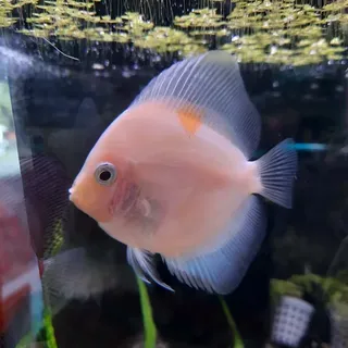 Snow White Discus