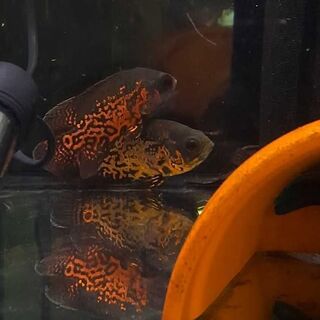 Red Tiger Oscar