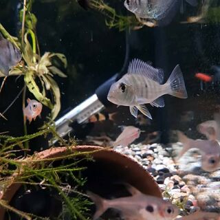 Geophagus Surinamensis