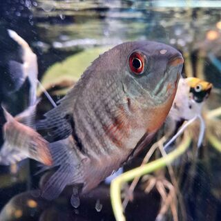 Wild / Green Severum