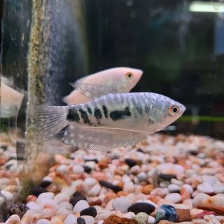 Opaline Gourami