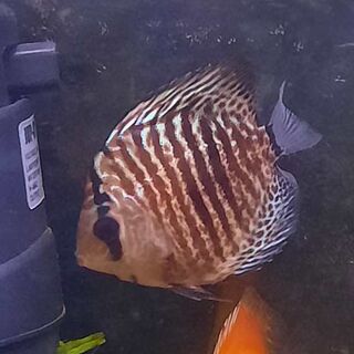 Snake Skin Discus