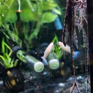 Royal Whiptails Large