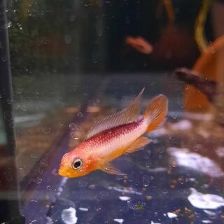 Apistogramma Agasszi Red Fire