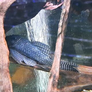 King Tiger Pleco