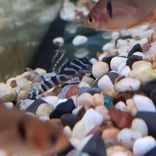 King Tiger Pleco