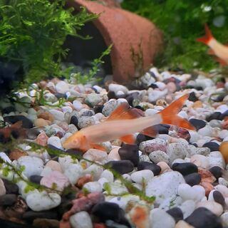 Gold Rainbow Shark