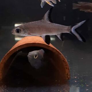 Silver Shark