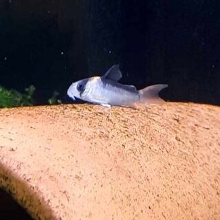 Adolfoi Corys