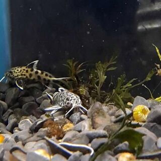 Cuckoo Synodontis