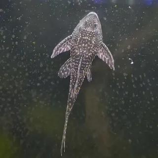 Extra Large Pleco