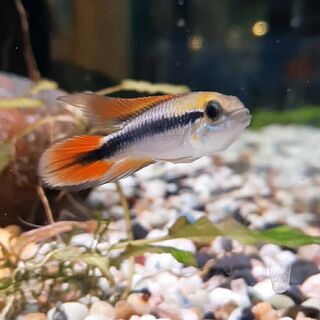 Agassiz Apisto Dwarf Double Red