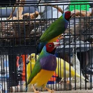 Gouldian Finch Males