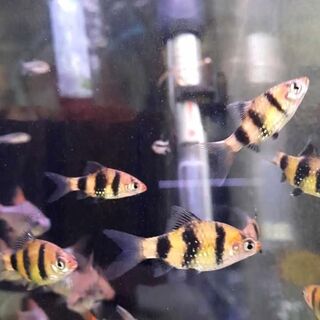 Black Ruby Barb