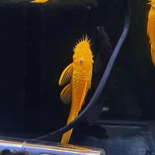 Bristlenose - Albino Golden