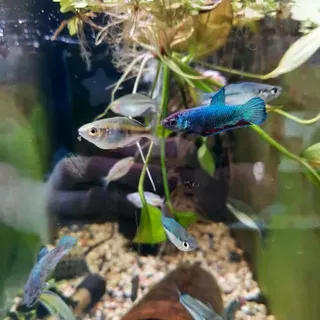 Betta Various Females
