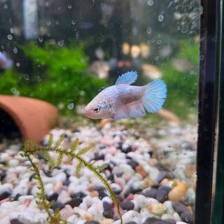 Betta Various Females