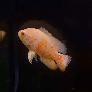 Albino Red Tiger Oscar