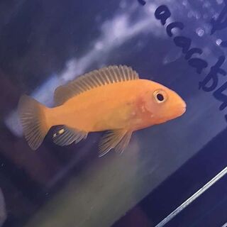 Red Zebra Cichlid