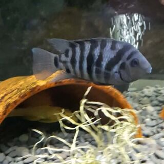 Convict Cichlid