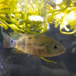 Red Terror Cichlid