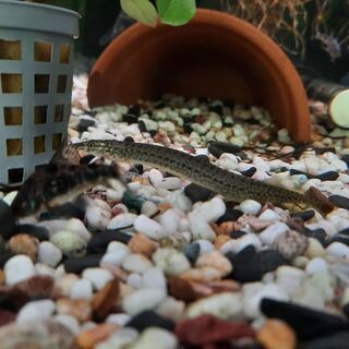 Zebra spiney Eel