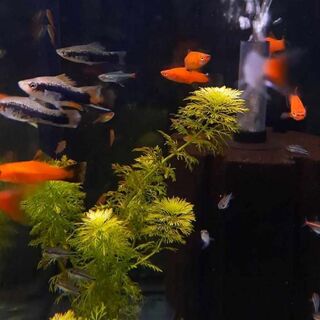 Assorted Swordtails