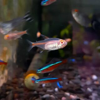 Albino Glowlight Tetra