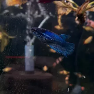 Crown Tail Betta females