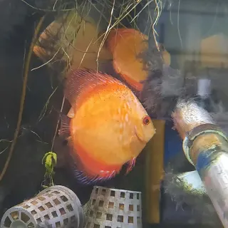 Assorted Discus