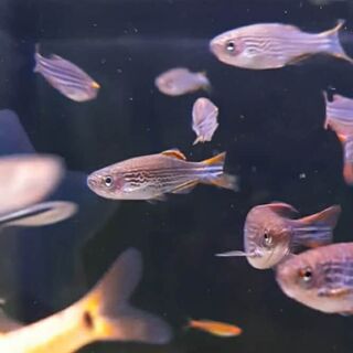 Kyathit Danio Striped