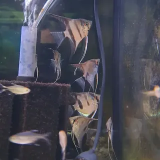 Assorted Angel Fish