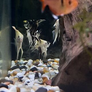 Assorted Angel Fish
