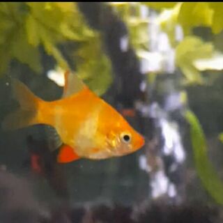 Gold Tiger Barbs