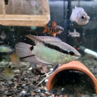Festive Cichlid