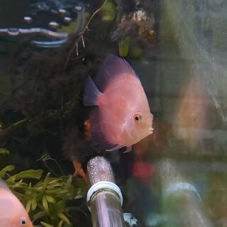 Orange Discus