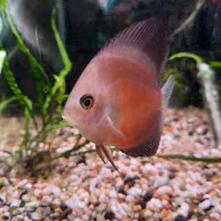 Red Valentine Discus