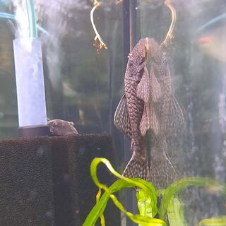 Large Bristlenose - brown