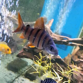 6 Bar Distichodus