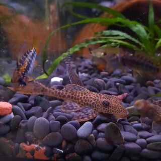 Red Fin Thresher Pleco