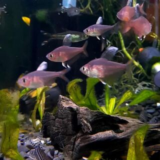 Ornate Rosy Tetra