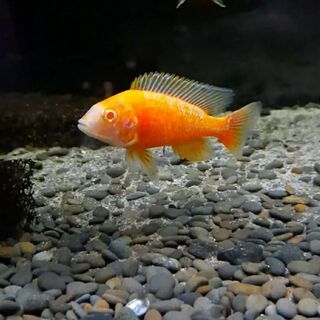 Albino Peacock Cichlid