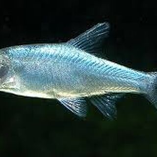 Rummynose Rasbora