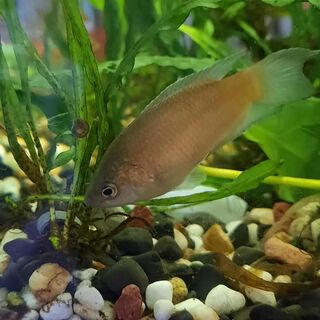 Red Paradise Fish