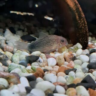 Similis Cory