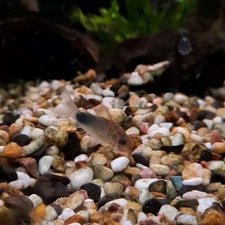 Similis Cory
