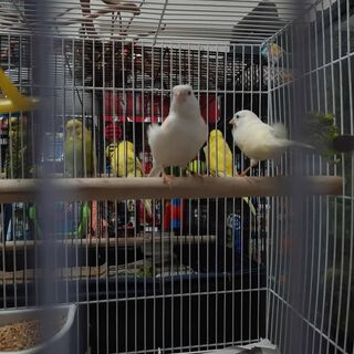 Canary Pair