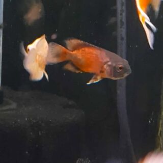 Red Oscar