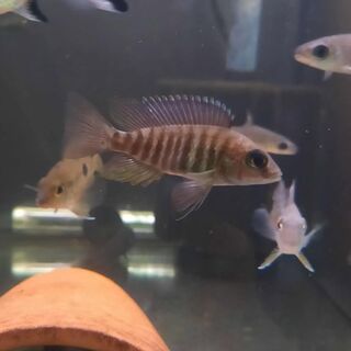 Blue Peacock Cichlid